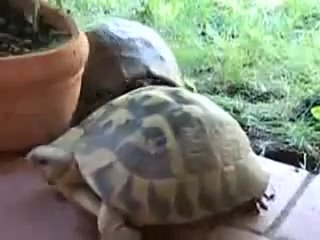 turtle orgasm (very funny video)
